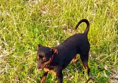 Ultimo cucciolo di pinscher maschio