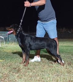 Rottweiler rimborso spese