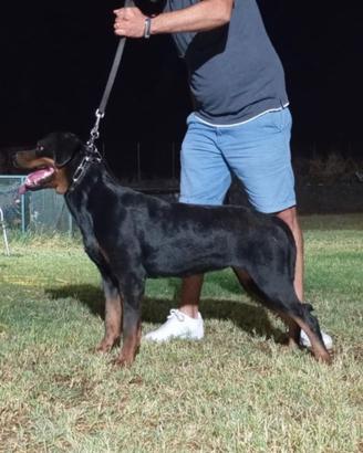 Rottweiler rimborso spese