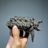 Tartarughe alligatore