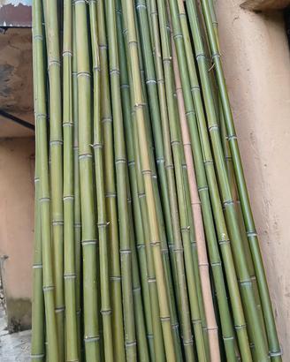 canne di bambù lunghe da 5 a 9m