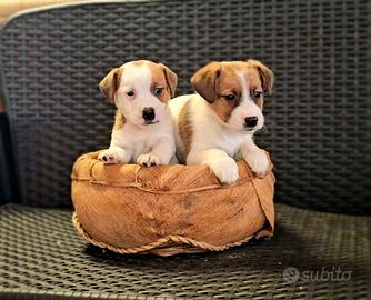 Jack russel cuccioli