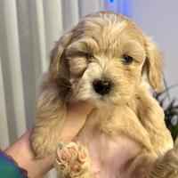 Maltipoo mini toy albicocca