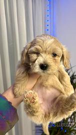 Maltipoo mini toy albicocca