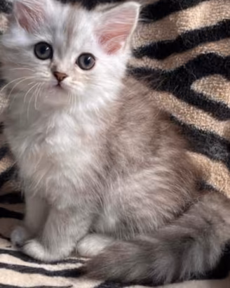 Gattina persiana normotipo femmina