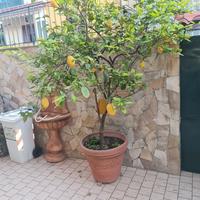pianta di limone di sorrente 