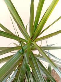 dracaena