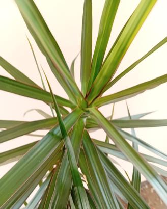 dracaena