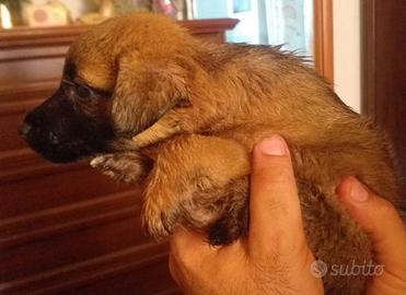 Cucciolo 2 mesi femmina