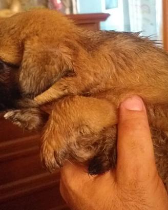 Cucciolo 2 mesi femmina