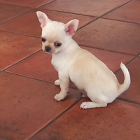 Chihuahua pedigree ENCI cucciolo