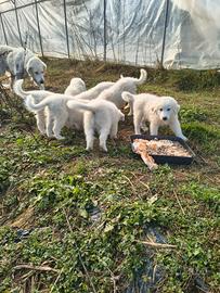 Cuccioli di Pastore dei Pirenei