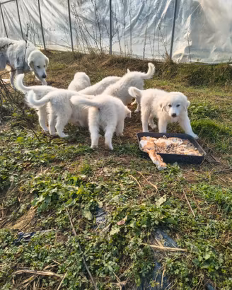 Cuccioli di Pastore dei Pirenei