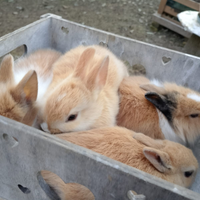 Coniglietti Testa di leone