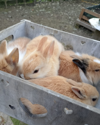 Coniglietti Testa di leone