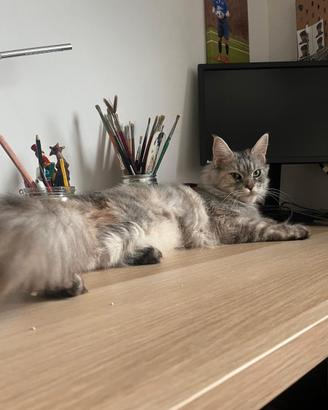 Gatta adulta giovane