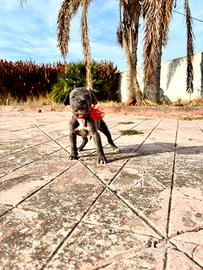 Ultimi cuccioli di Cane Corso