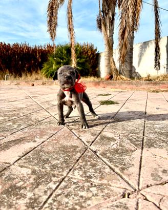 Ultimi cuccioli di Cane Corso