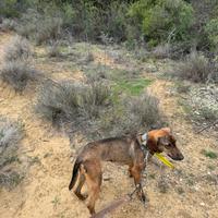 Cagnetta da cinghiale