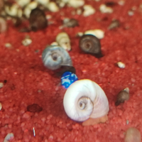 Planorbarius lumache acqua dolce