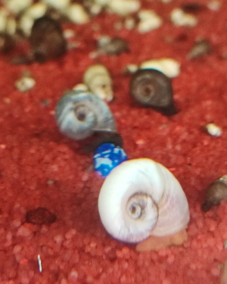 Planorbarius lumache acqua dolce