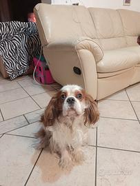 Cavalier Charles King maschio per accoppiamento