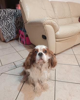 Cavalier Charles King maschio per accoppiamento