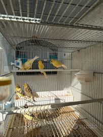 Canarini Maschi 2025