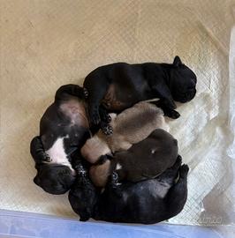 Cuccioli bouldog francese