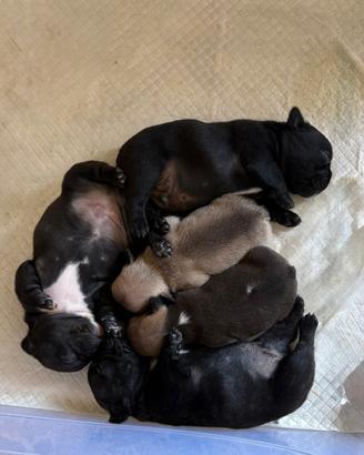 Cuccioli bouldog francese