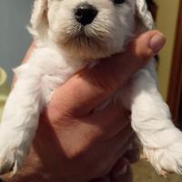Maltipoo