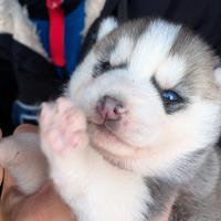 Siberian husky