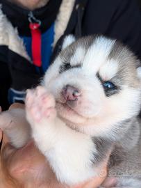 Siberian husky