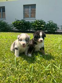 Cuccioli di pastore australiano