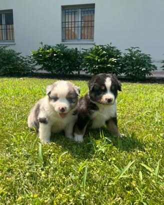 Cuccioli di pastore australiano