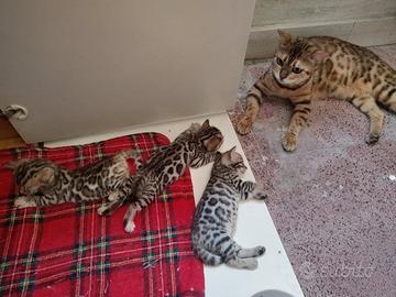Cuccioli 100% di razza Bengala nati in Italia