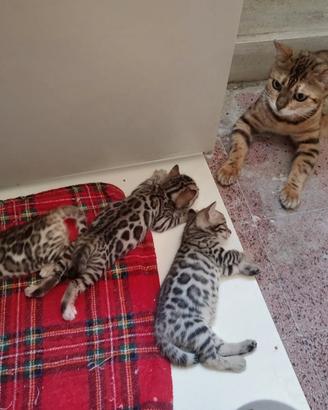 Cuccioli 100% di razza Bengala nati in Italia