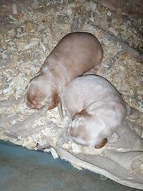 Cuccioli di cocker