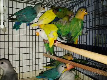 Giovani inseparabili