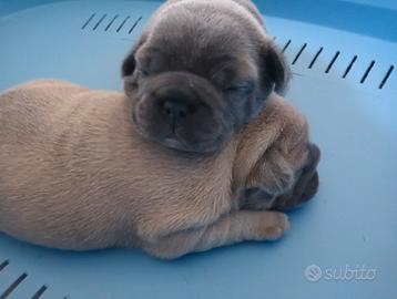 Cucciolo bulldog francese