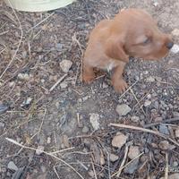 Basset fauve de bretagne