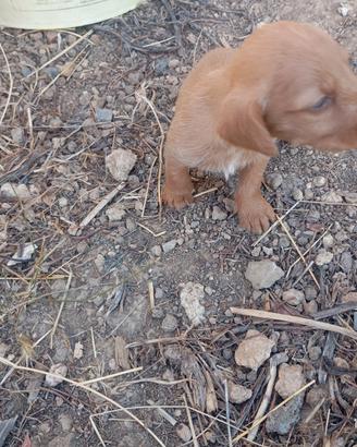 Basset fauve de bretagne