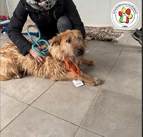 SIRIO non sono uno splendore?