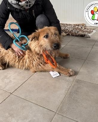 SIRIO non sono uno splendore?