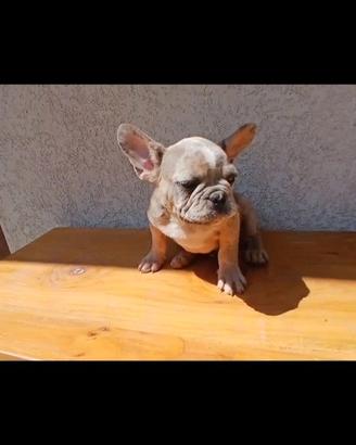 Bulldog francese Lillac merle