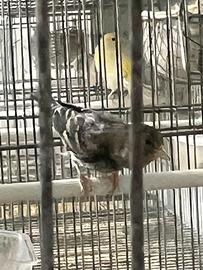 Incardellate femina anno 2025