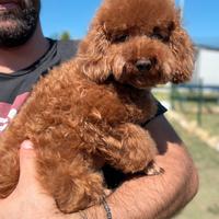 Barboncino maschio per monte