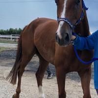 Cavallo salto ostacoli