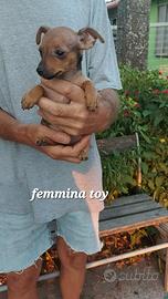 Pinscher cuccioli