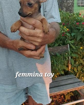 Pinscher cuccioli